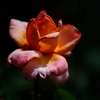 Name of rose