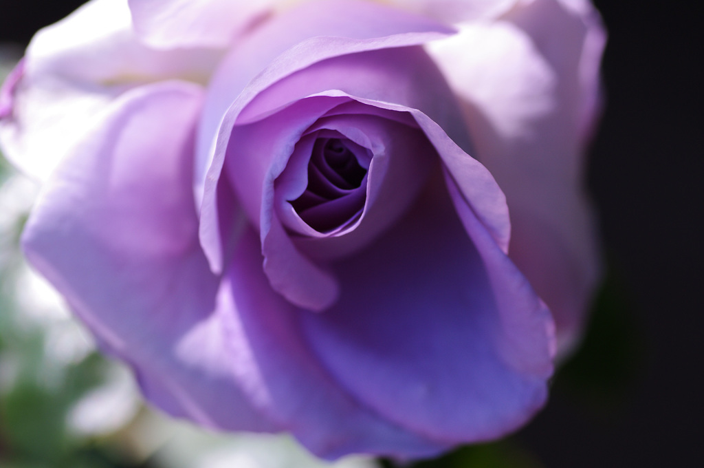 IMGP8545
