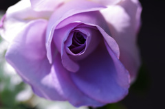 IMGP8545
