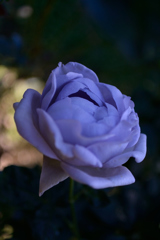 Name of rose : N1S1_DSC_0373