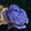 Name of rose : N1S1_DSC_0373