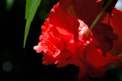 DSCF0452_1