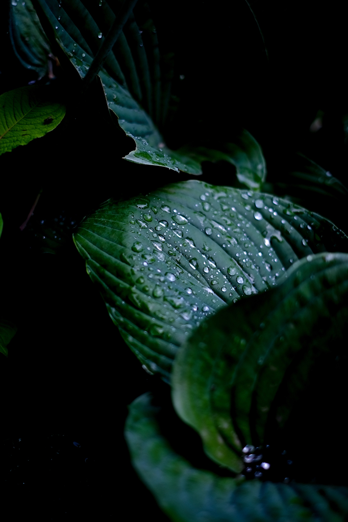 雨滴