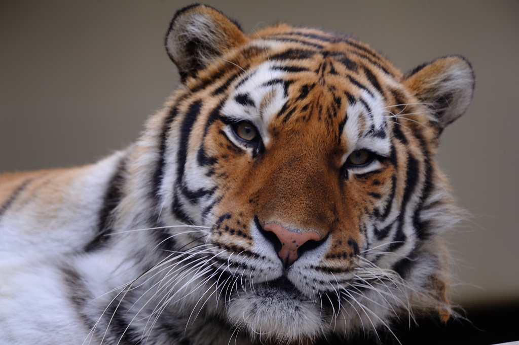 Tiger : D70_0368_NXD
