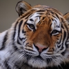 Tiger : D70_0368_NXD