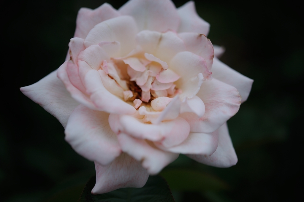Rose of midsummer D70_1858