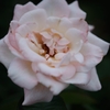 Rose of midsummer D70_1858