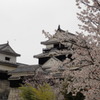松山城と桜