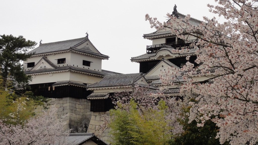 松山城と桜