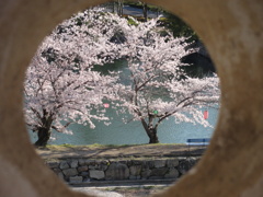 烏城からの桜