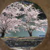 烏城からの桜