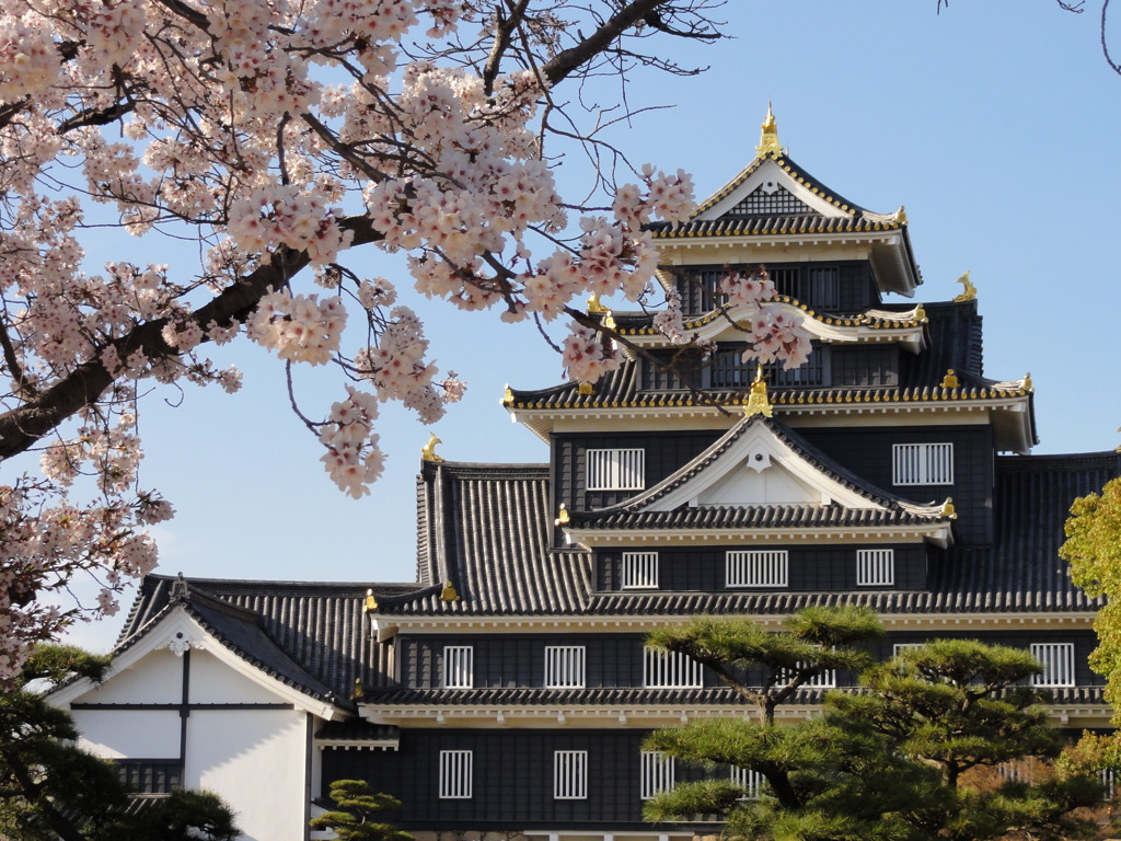 烏城と桜