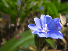 日光