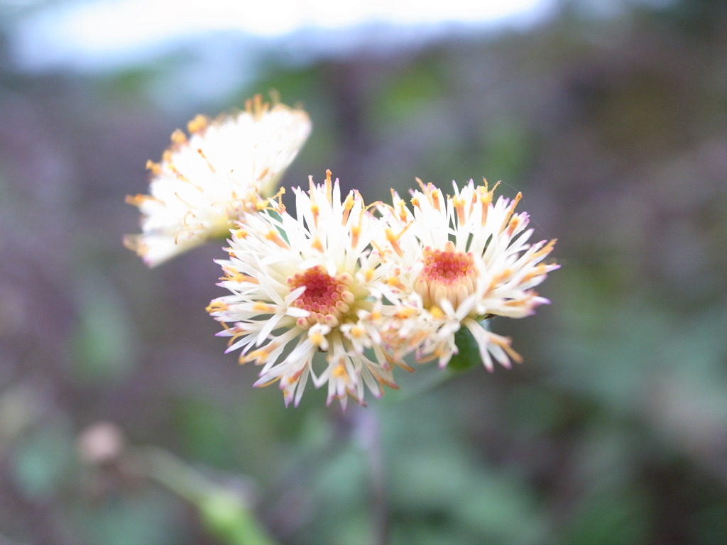 Taraxacum