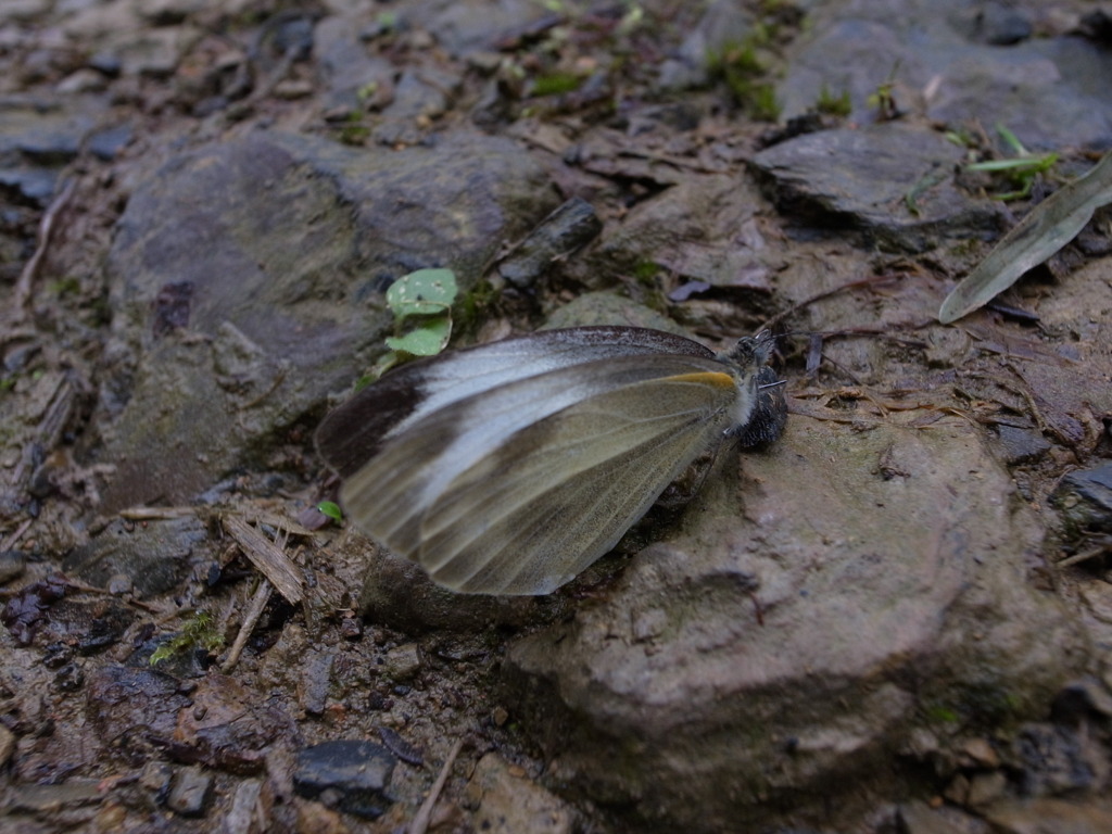 butterfly