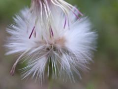Taraxacum