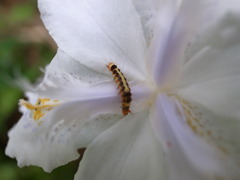 毛毛虫