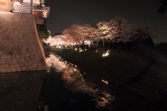 夜桜