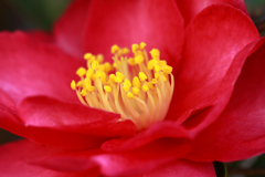 山茶花