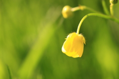 朝陽に輝く小さな雑草