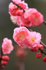 摩耶紅　2