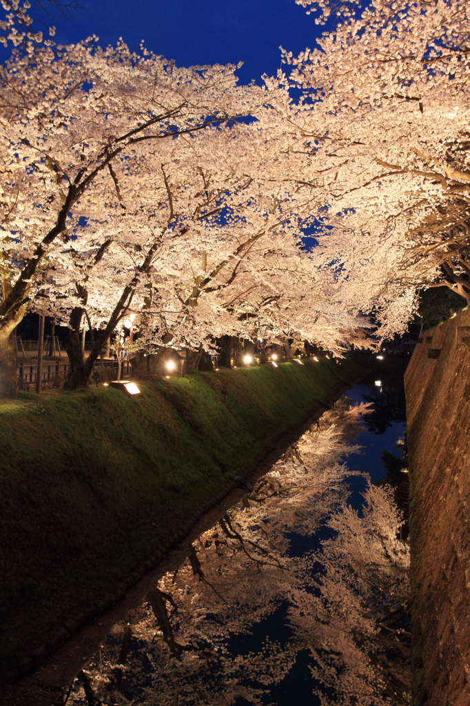 夜桜　幽玄