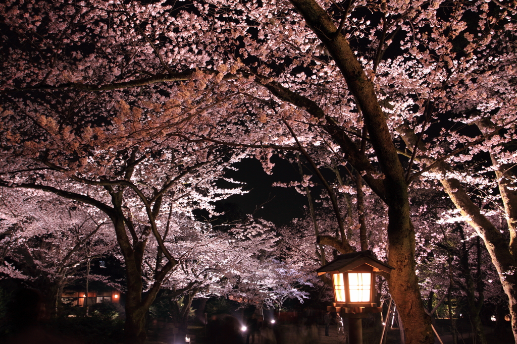 兼六園の夜桜