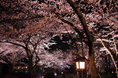 兼六園の夜桜