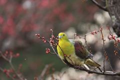 アオバト