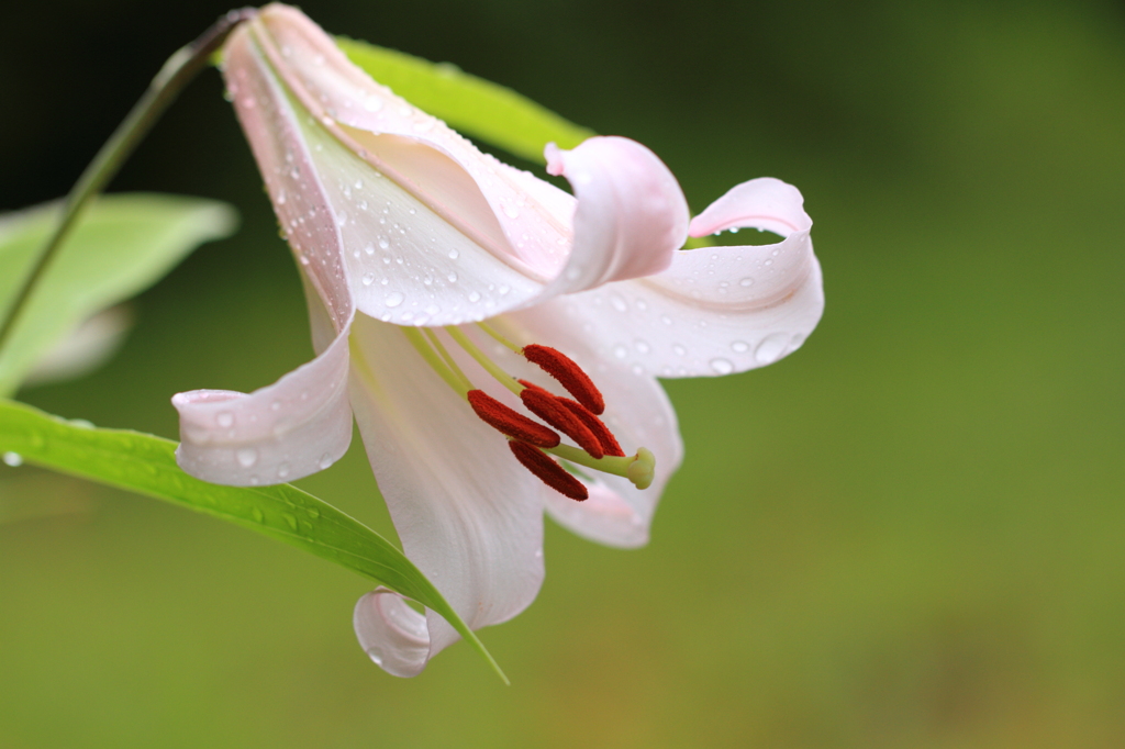 上品に　　　梅雨の晴れ間の一輪