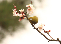 めじろ