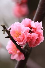 摩耶紅　1