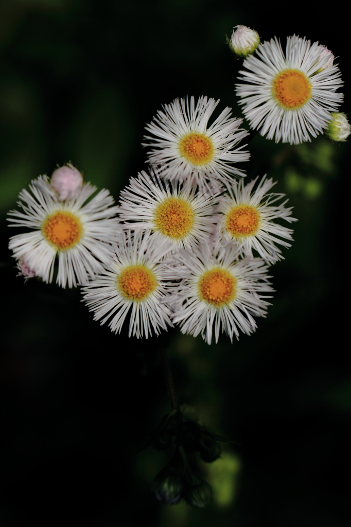 花火のようです