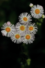 花火のようです