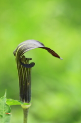 ミミガタテンナンショウ