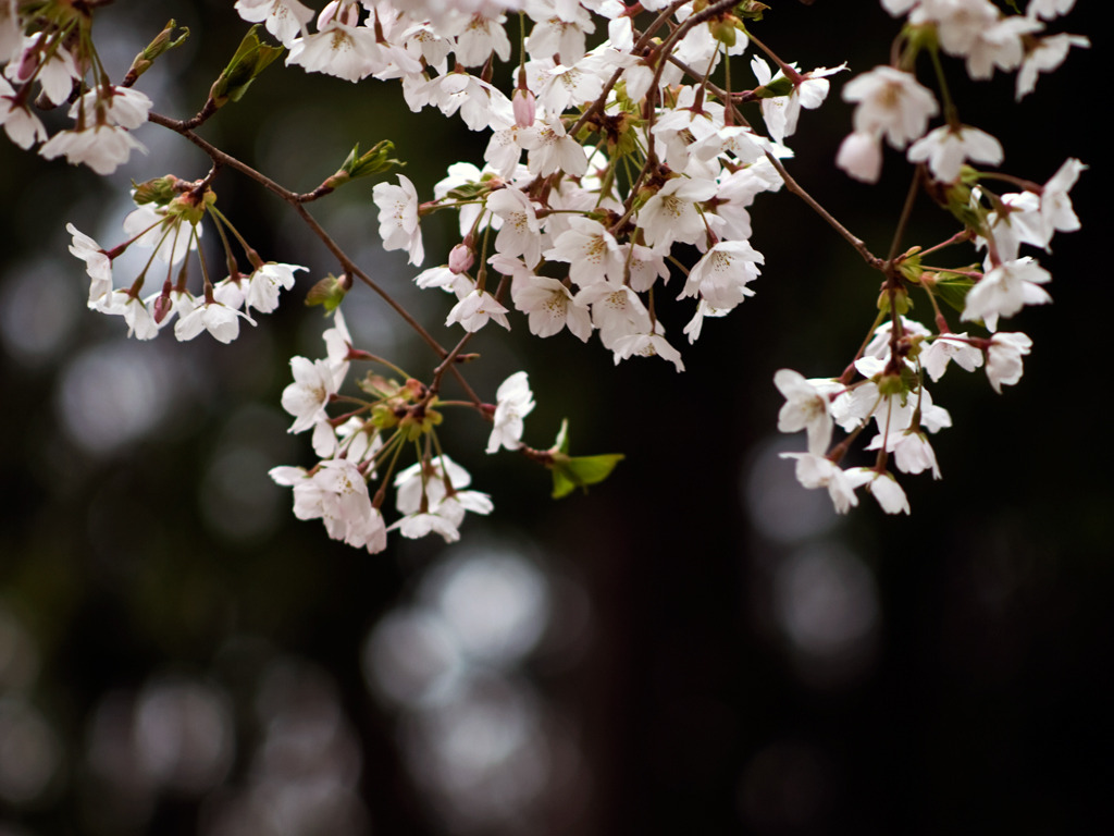 the 桜