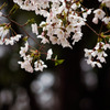 the 桜