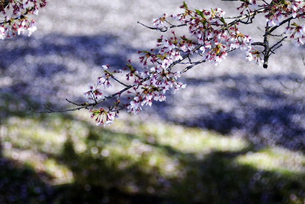 花弁の輝き　