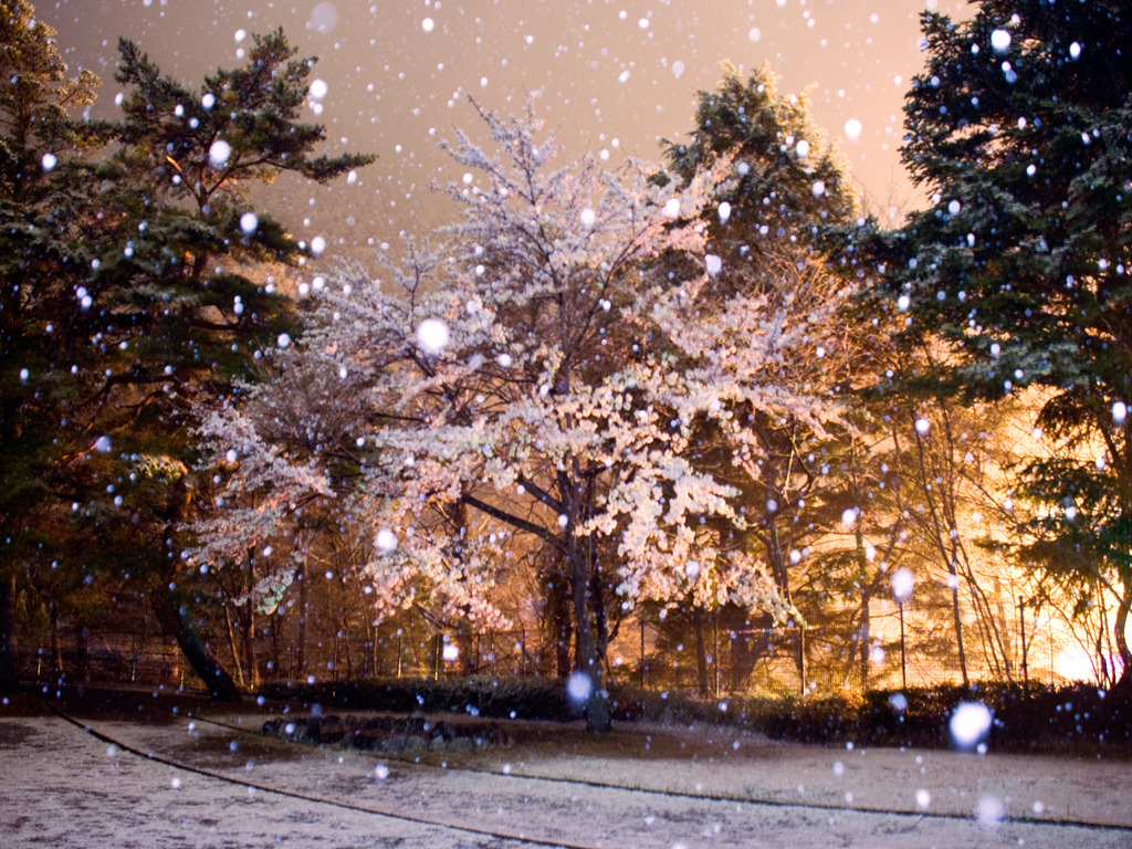 雪桜 メリーブロッサム By Payzan Id 写真共有サイト Photohito