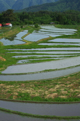 棚田