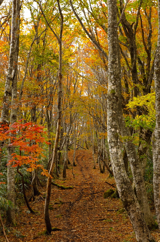 紅葉登山道