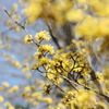 芳しく、そして慎ましく
