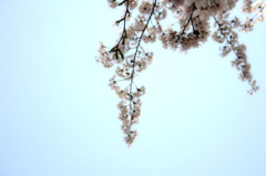 sakura6