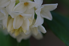 沈丁花