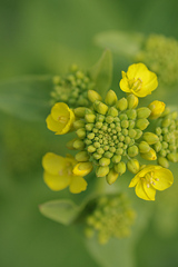野菜の花-ハクサイ