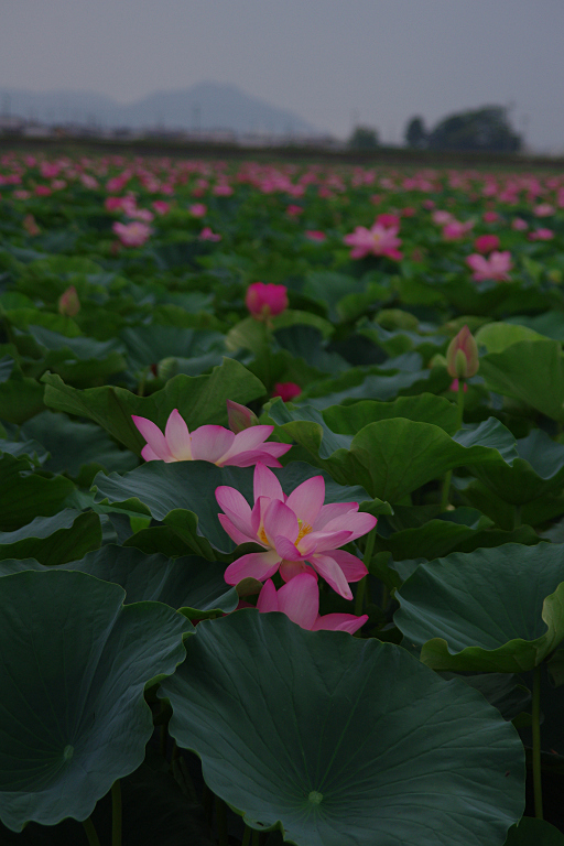 みずの森の蓮花たち-10