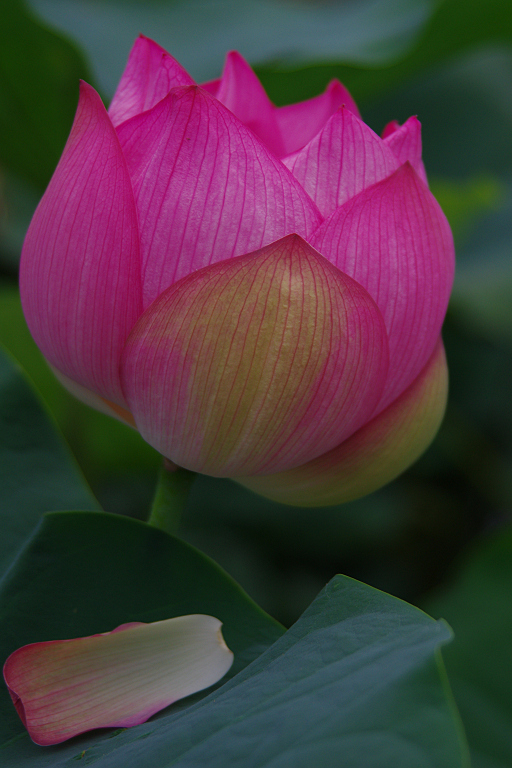 みずの森の蓮花たち-4