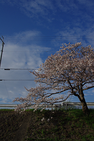 井出の玉川-5