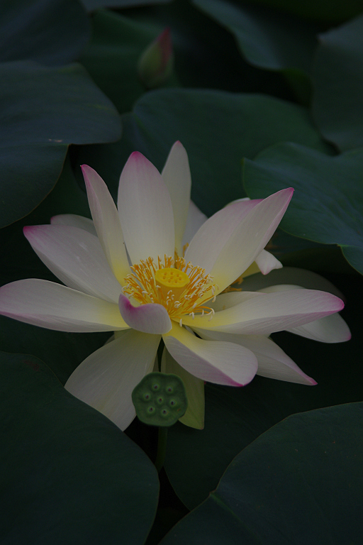みずの森の蓮花たち-3