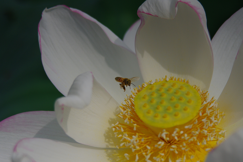 みずの森の蓮花たち-7